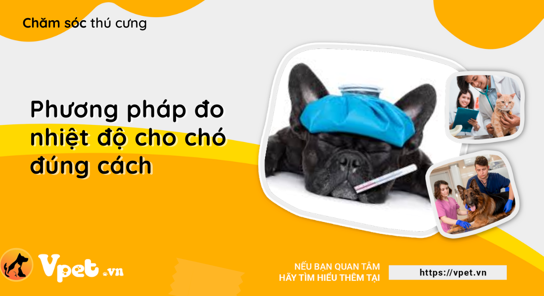 Phương pháp đo nhiệt độ cho chó đúng cách