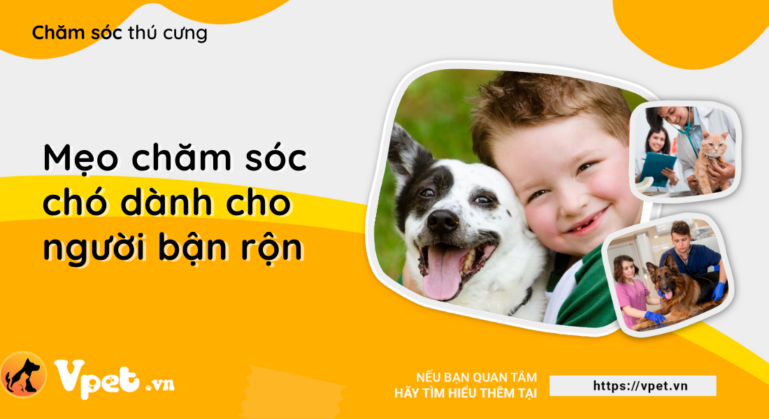 Mẹo chăm sóc chó dành cho người bận rộn