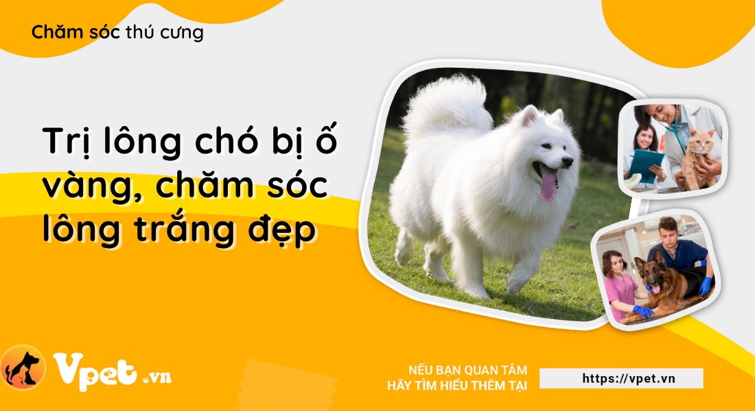 Trị ố vàng ở chó và chăm sóc chó lông trắng đẹp