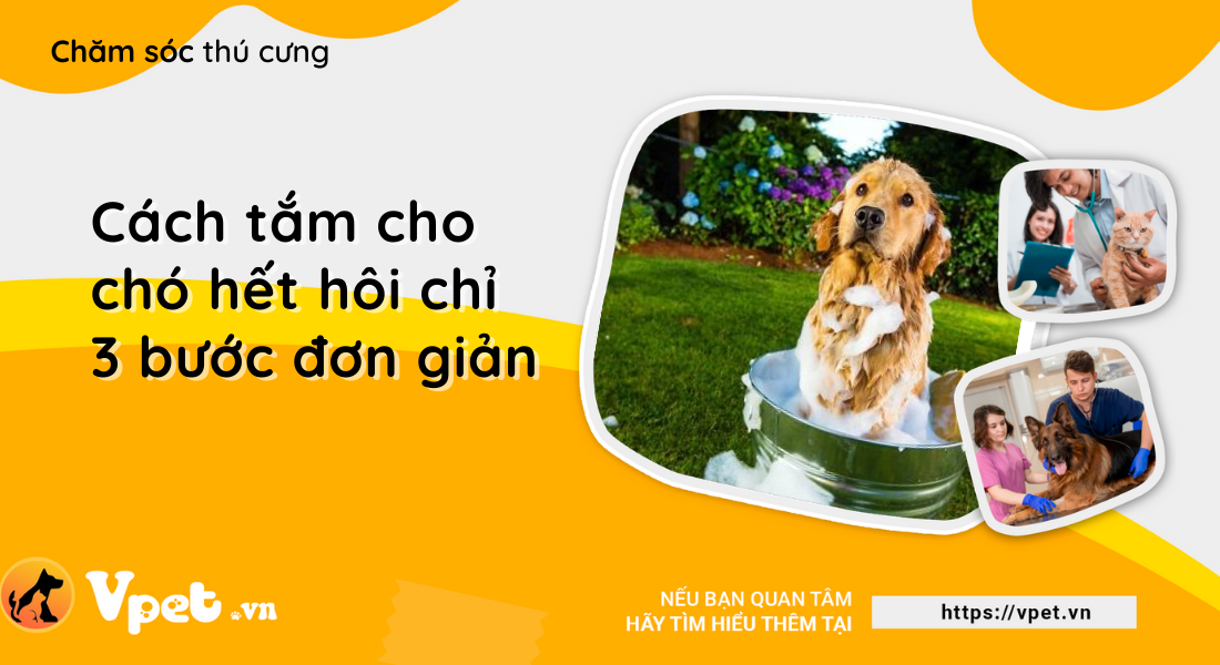 Cách tắm cho chó hết hôi chỉ 3 bước đơn giản