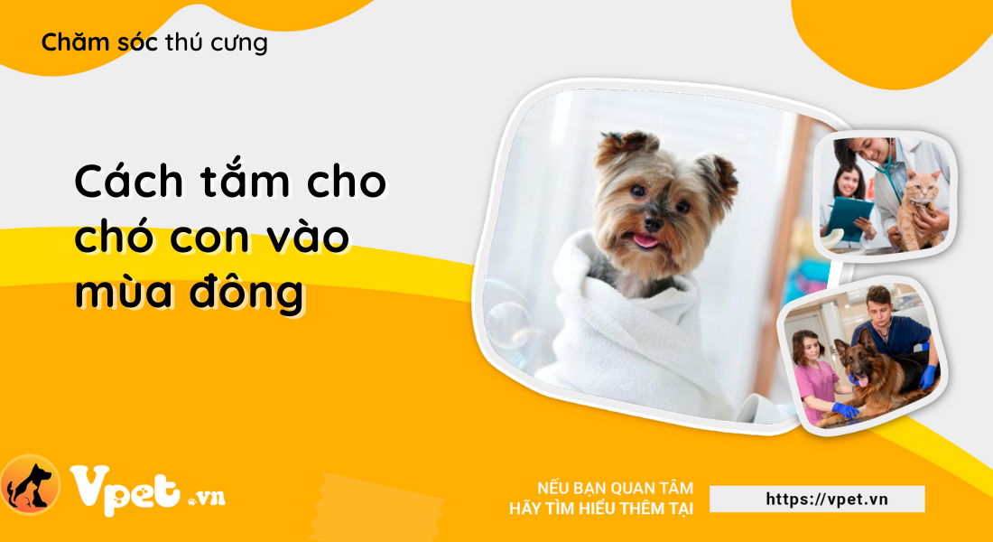 Cách tắm cho chó con vào mùa đông