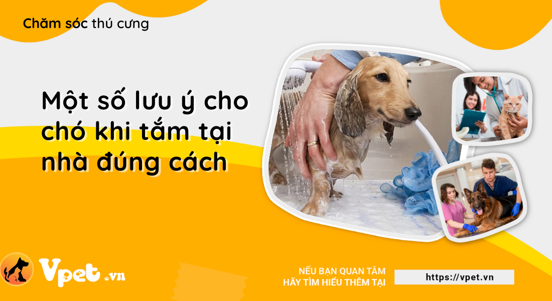 Một số lưu ý cho chó khi tắm tại nhà đúng cách