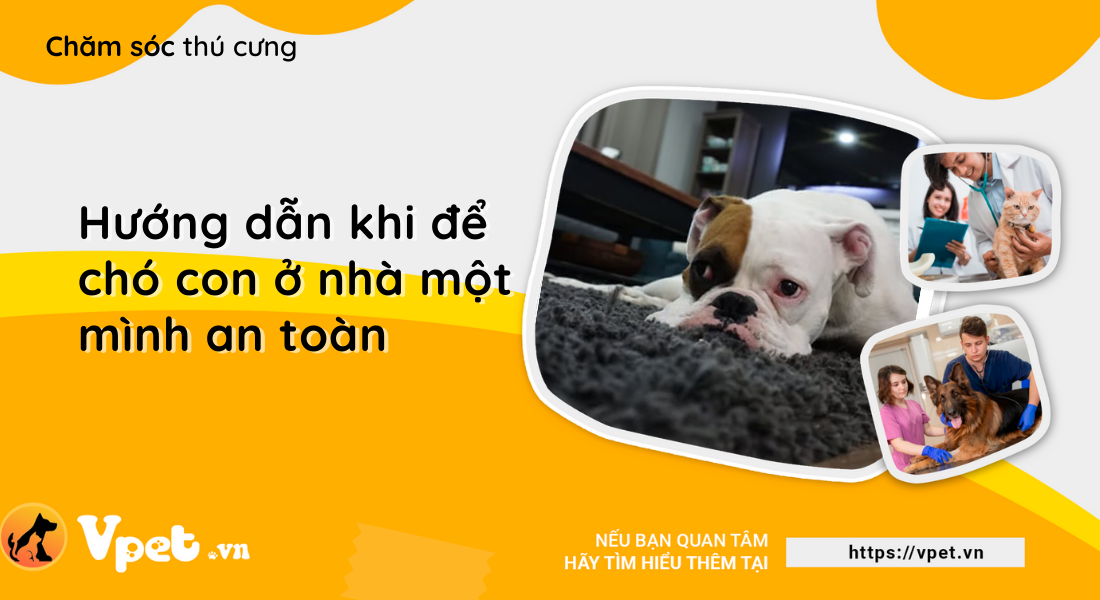 Hướng dẫn khi để chó con ở nhà một mình an toàn