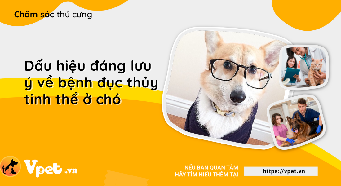 Dấu hiệu đáng lưu ý về bệnh đục thủy tinh thể ở chó