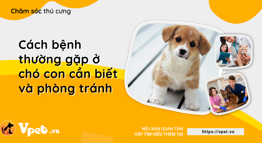 Cách bệnh thường gặp ở chó con cần biết và phòng tránh