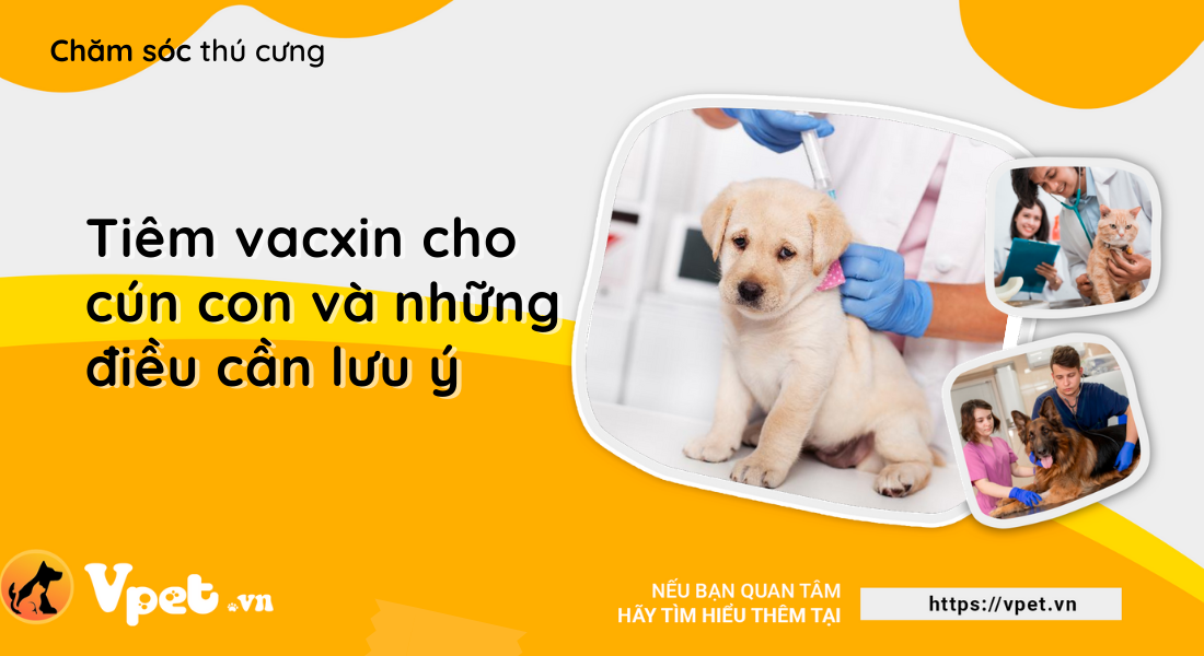 Tiêm vacxin cho cún con và những điều cần lưu ý
