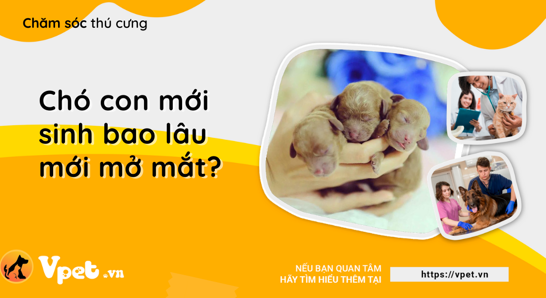 Chó con mới sinh bao lâu mới mở mắt?