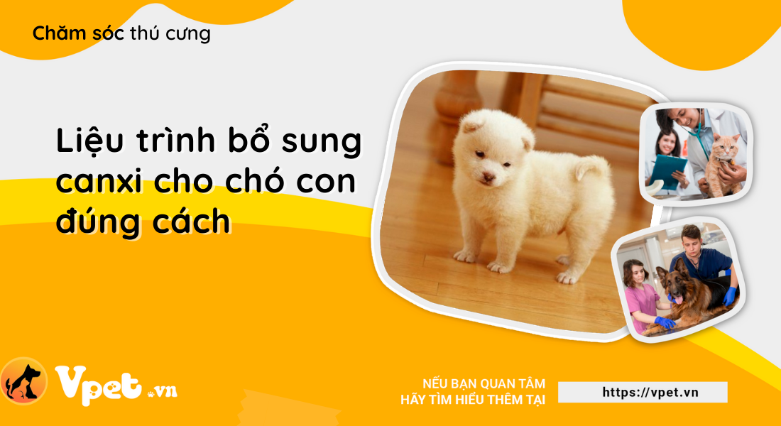 Liệu trình bổ sung canxi cho chó con đúng cách