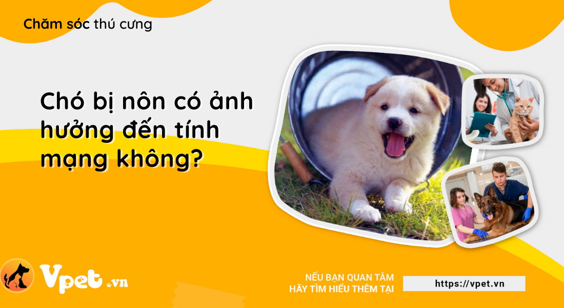 Chó bị nôn có ảnh hưởng đến tính mạng không?