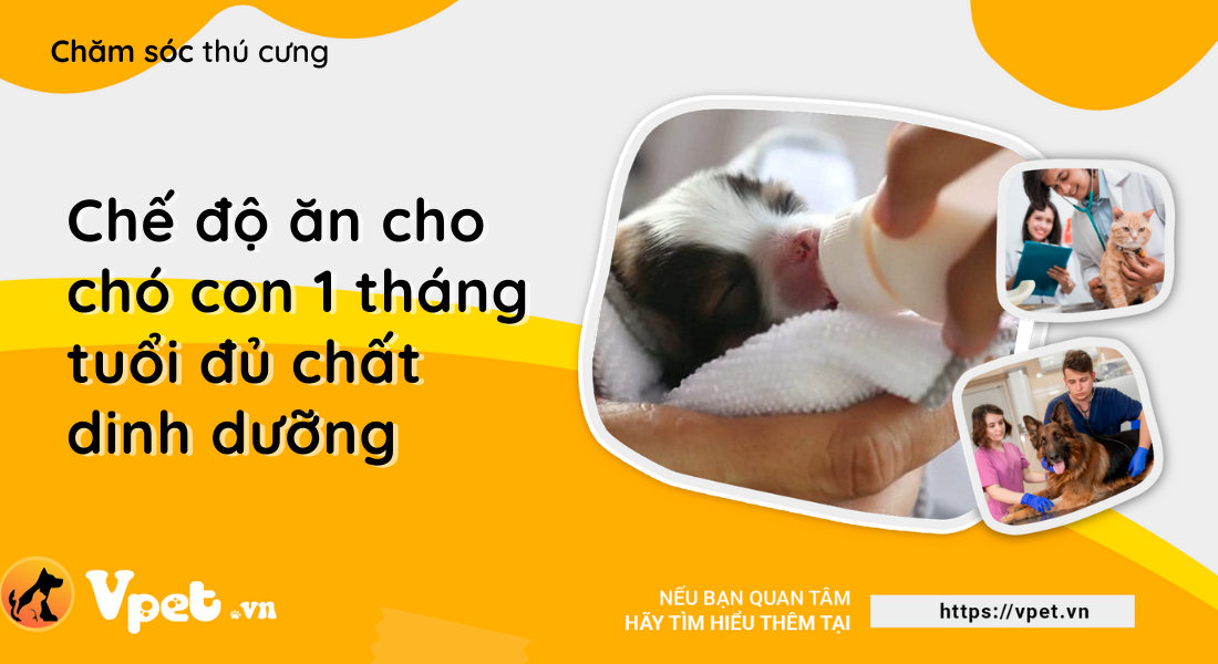 Chế độ ăn cho chó con 1 tháng tuổi đủ chất dinh dưỡng