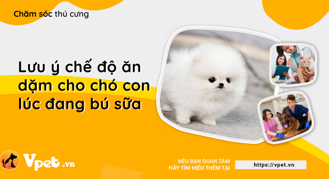 Lưu ý chế độ ăn dặm cho chó con lúc đang bú sữa  
