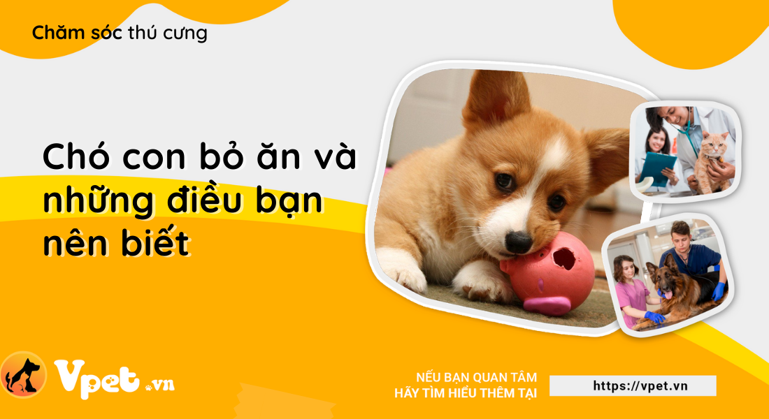 Chó con bỏ ăn và những điều bạn nên biết