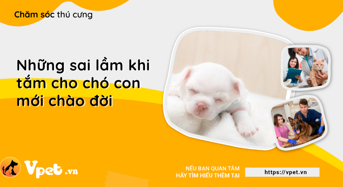 Những sai lầm khi tắm cho chó con mới chào đời 