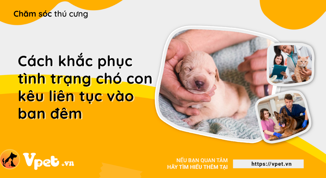 Cách khắc phục tình trạng chó con kêu liên tục vào ban đêm