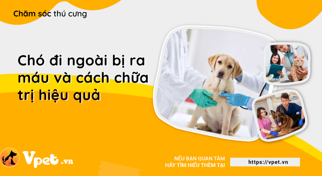 Chó đi ngoài bị ra máu và cách chữa trị hiệu quả