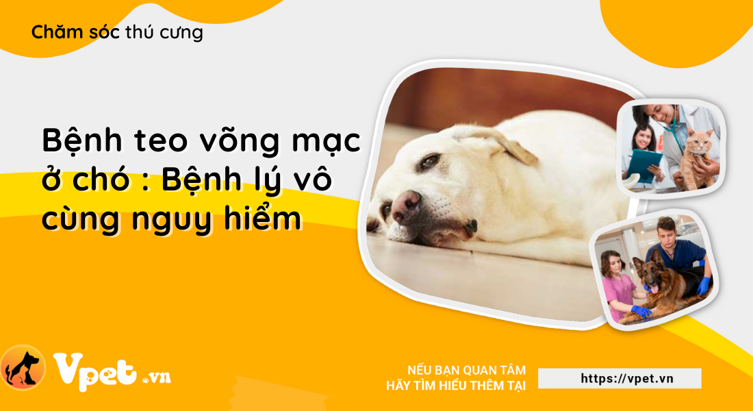 Bệnh teo võng mạc ở chó : Bệnh lý vô cùng nguy hiểm