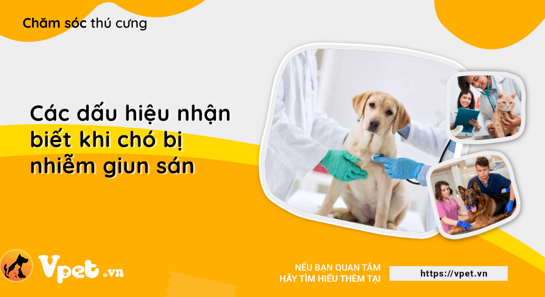 Các dấu hiệu nhận biết khi chó bị nhiễm giun sán