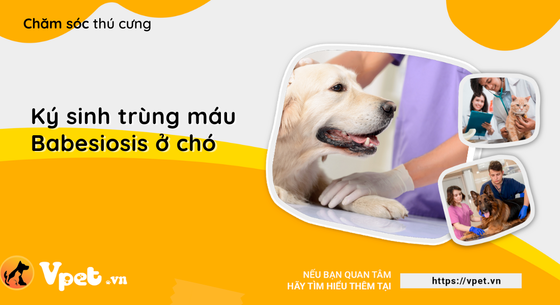 Ký sinh trùng máu Babesiosis ở chó - Những điều cần biết