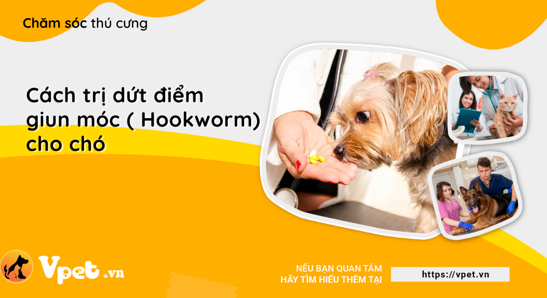 Cách trị dứt điểm giun móc ( Hookworm) cho chó