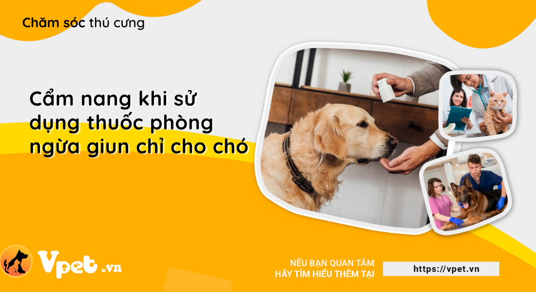 Cẩm nang khi sử dụng thuốc phòng ngừa giun chỉ cho chó