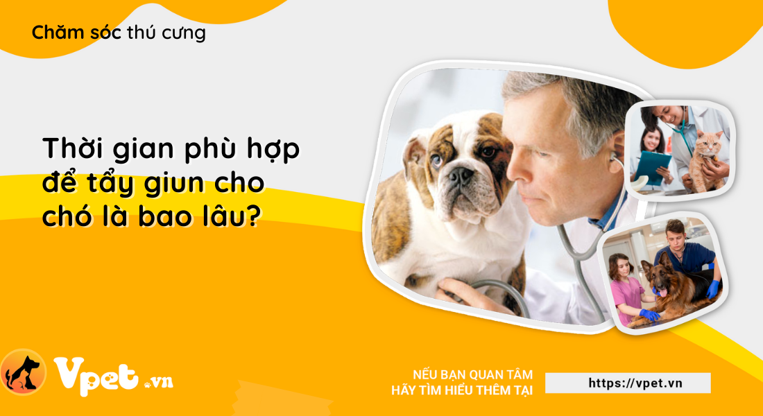 Thời gian phù hợp để tẩy giun cho chó là bao lâu?