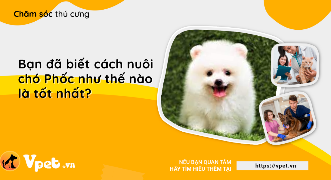 Bạn đã biết cách nuôi chó Phốc như thế nào là tốt nhất?