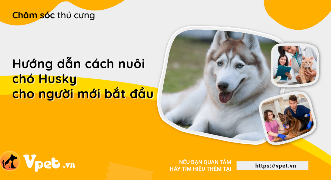 Hướng dẫn cách nuôi chó Husky cho người mới bắt đầu