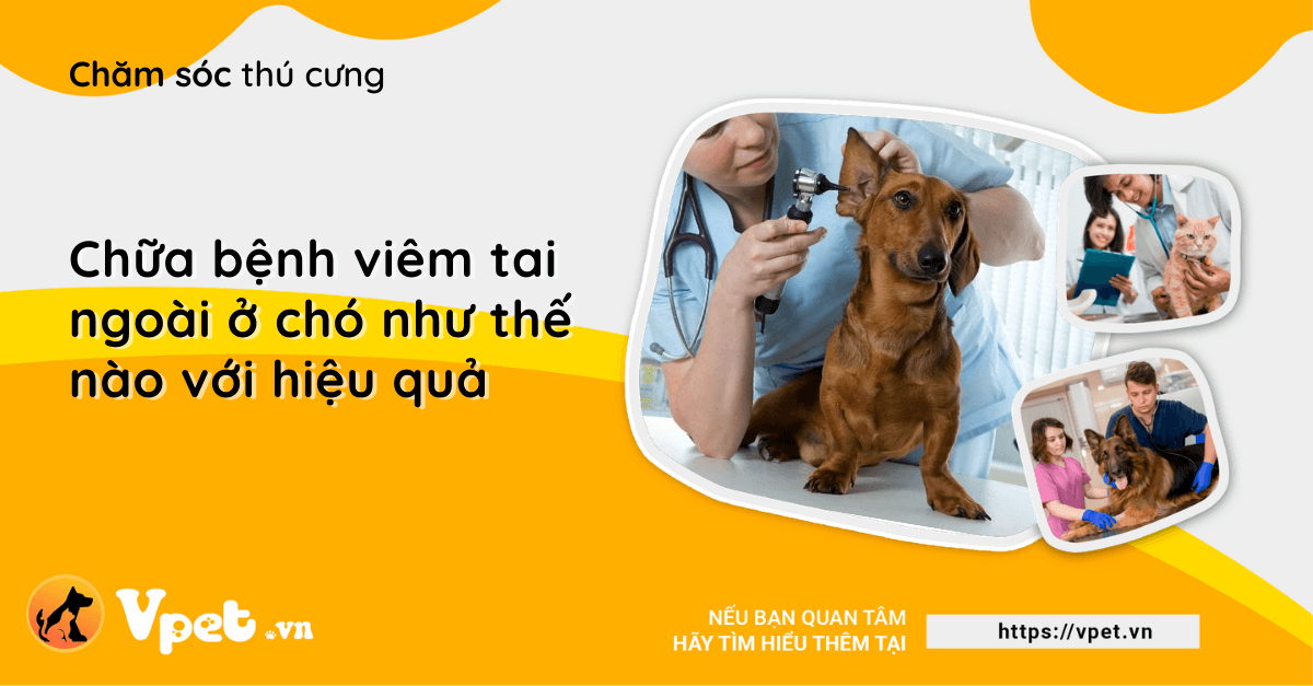 Chữa bệnh viêm tai ngoài ở chó như thế nào với hiệu quả