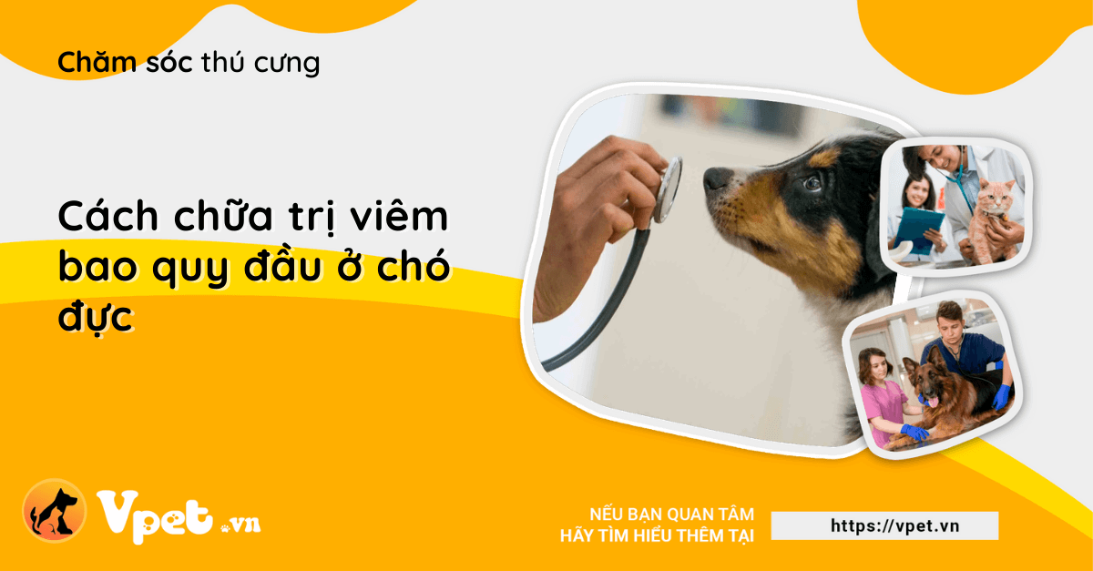 Cách chữa trị viêm bao quy đầu ở chó đực