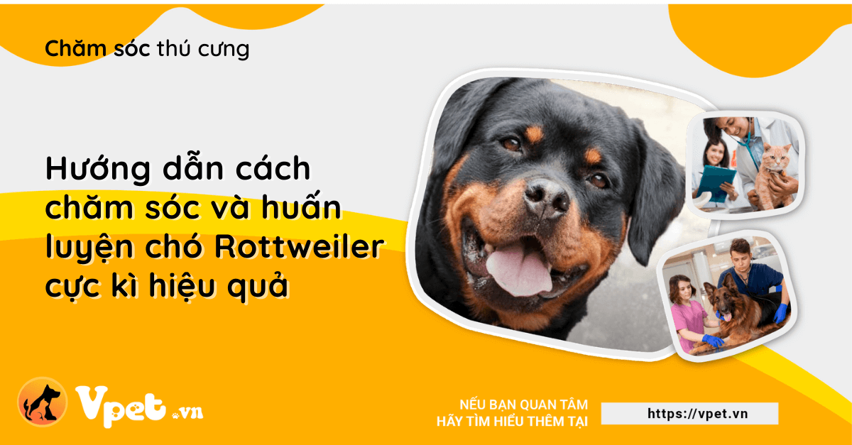 Hướng dẫn cách chăm sóc và huấn luyện chó Rottweiler cực kì hiệu quả