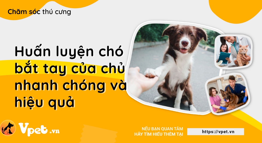 Dành 5 phút mỗi ngày để huấn luyện chó bắt tay chủ cực kì đơn giản