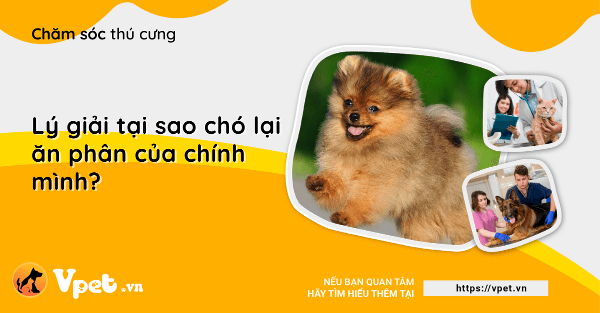 Lý giải tại sao chó lại ăn phân của chính mình?