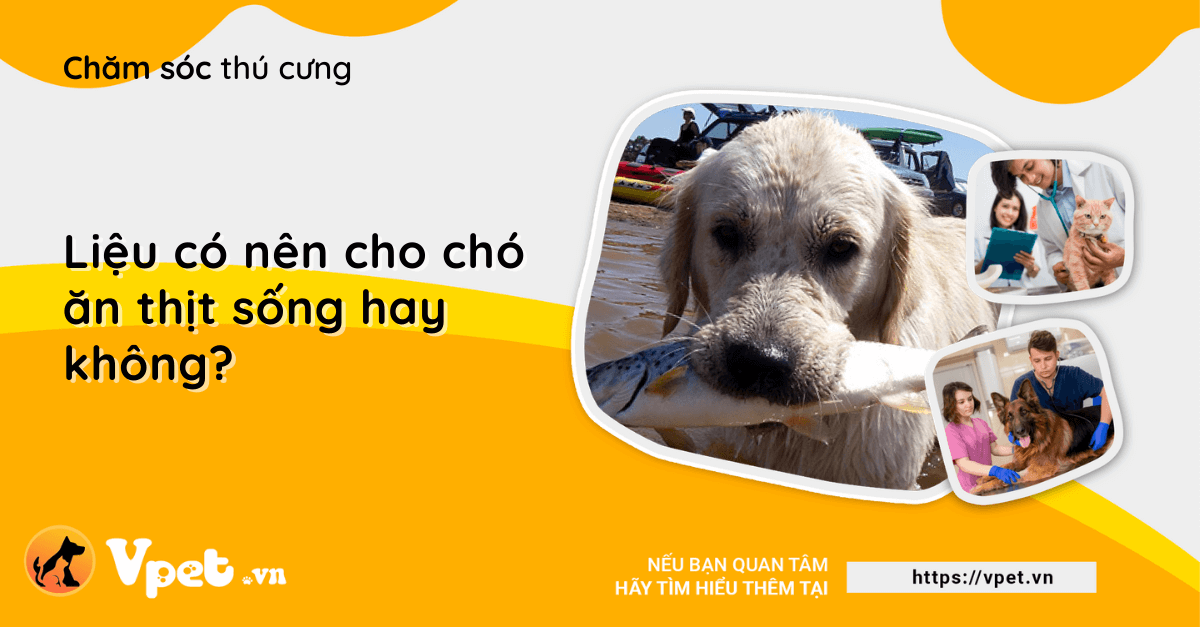 Liệu có nên cho chó ăn thịt sống hay không?