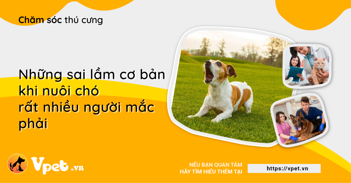 Những sai lầm cơ bản khi nuôi chó rất nhiều người mắc phải