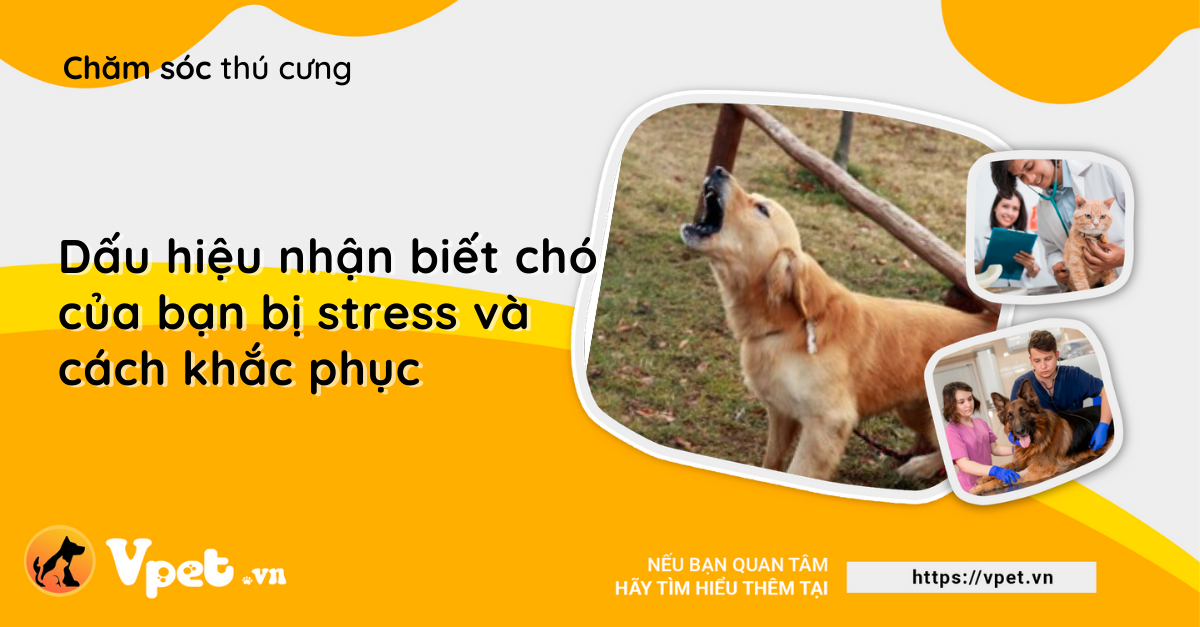 Dấu hiệu nhận biết chó của bạn bị stress và cách khắc phục