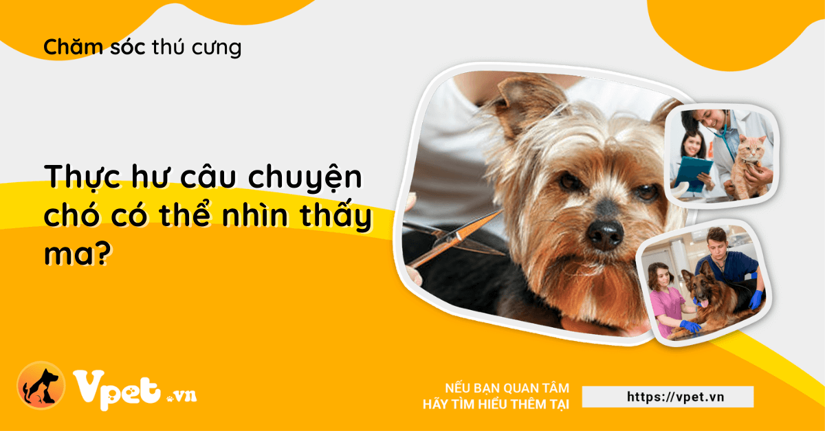 Thực hư câu chuyện chó có thể nhìn thấy ma?