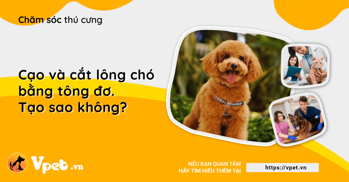 Cạo và cắt lông chó bằng tông đơ. Tạo sao không?