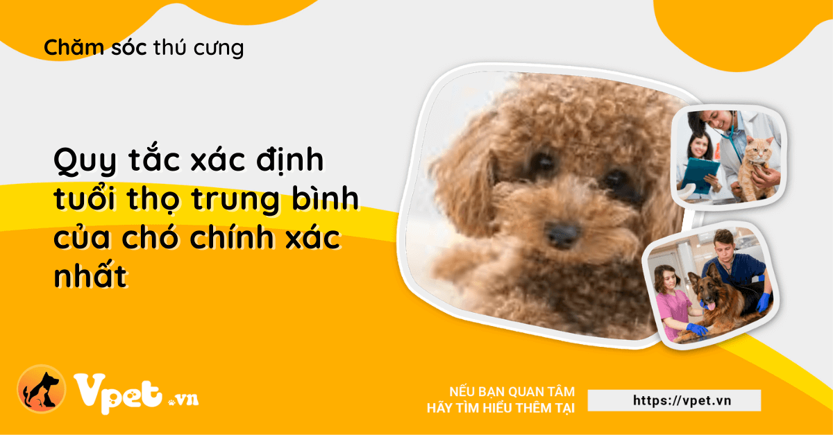 Quy tắc xác định tuổi thọ trung bình của chó chính xác nhất