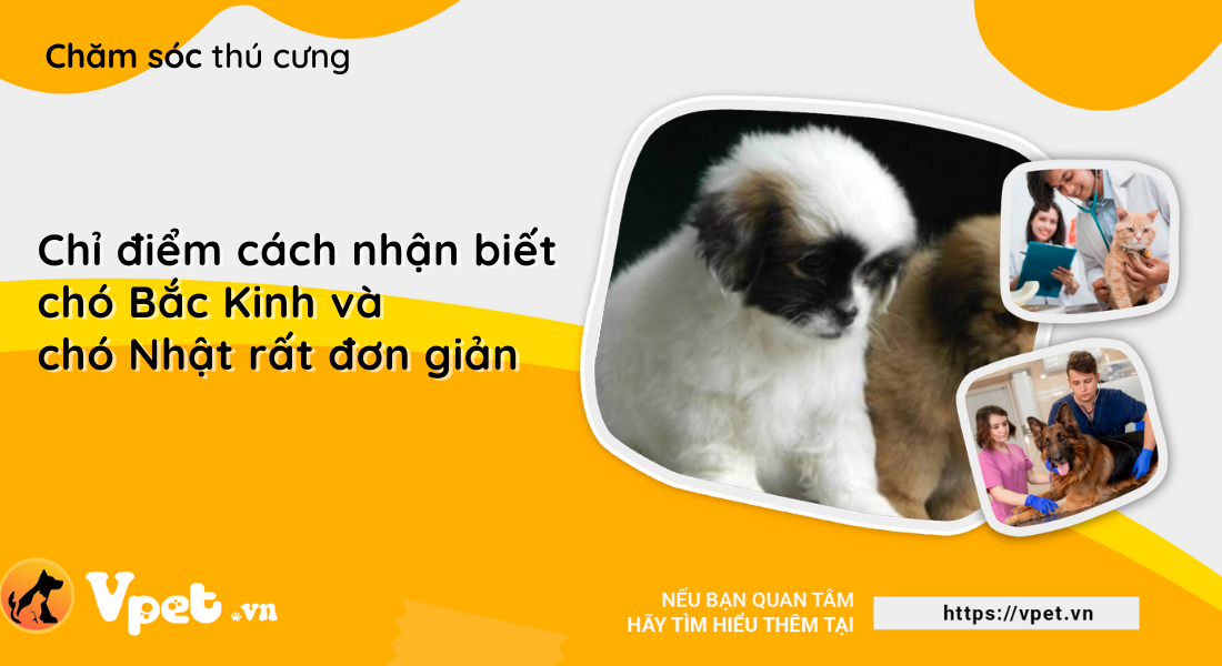 Chỉ điểm cách nhận biết chó Bắc Kinh và chó Nhật rất đơn giản