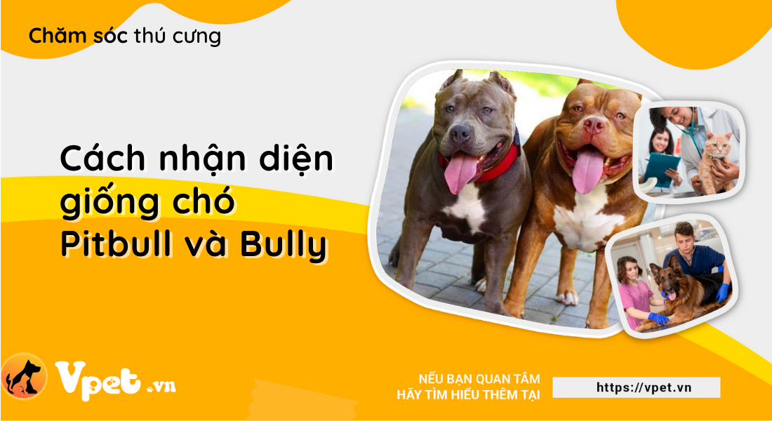 Cách nhận diện giống chó Pitbull và Bully