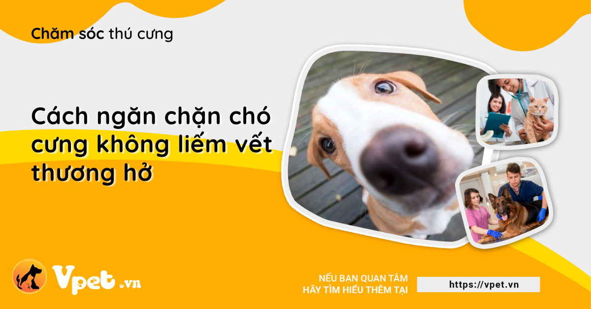 Cách ngăn chặn chó cưng không liếm vết thương hở