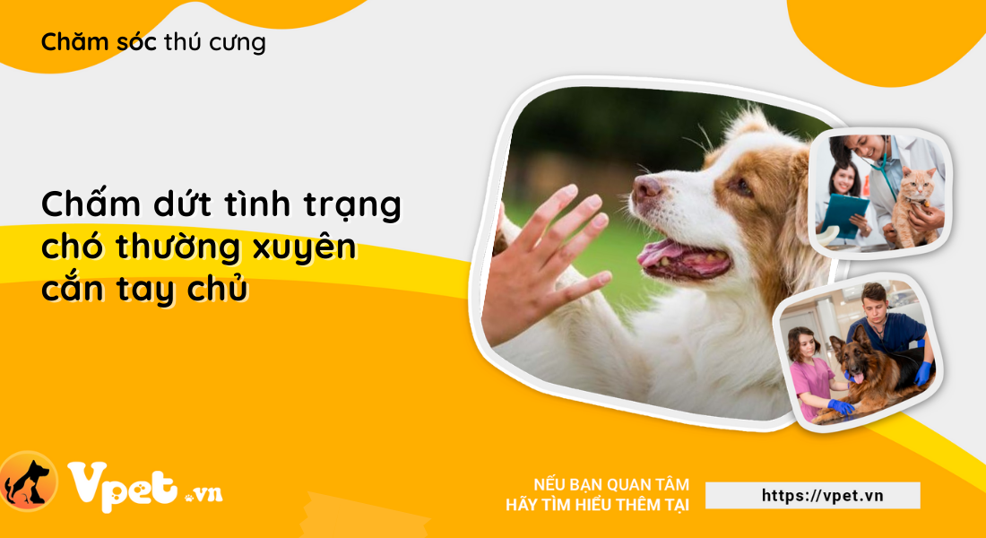 Chấm dứt tình trạng chó thường xuyên cắn tay chủ