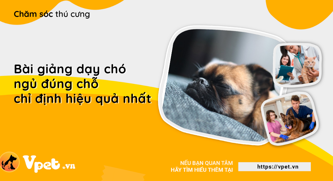 Bài giảng dạy chó ngủ đúng chỗ chỉ định hiệu quả nhất