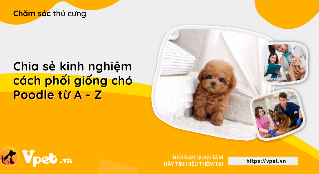 Chia sẻ kinh nghiệm cách phối giống chó Poodle từ A - Z