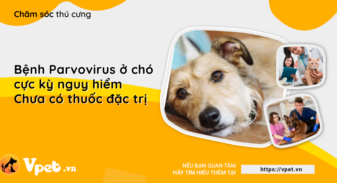 Bệnh Parvovirus ở chó cực kỳ nguy hiểm - Chưa có thuốc đặc trị