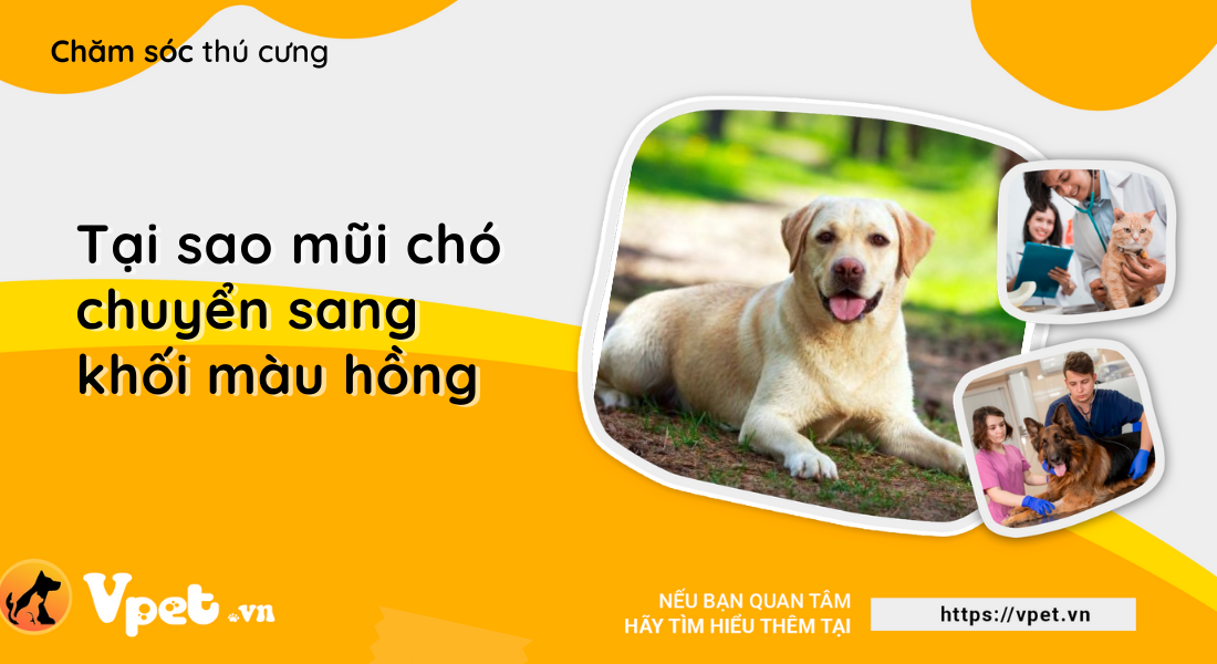 Tại sao mũi chó chuyển sang khối màu hồng?