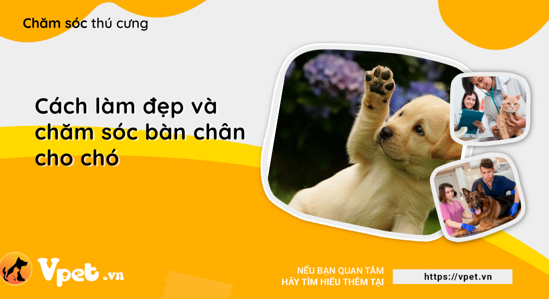 Cách làm đẹp và chăm sóc bàn chân cho chó