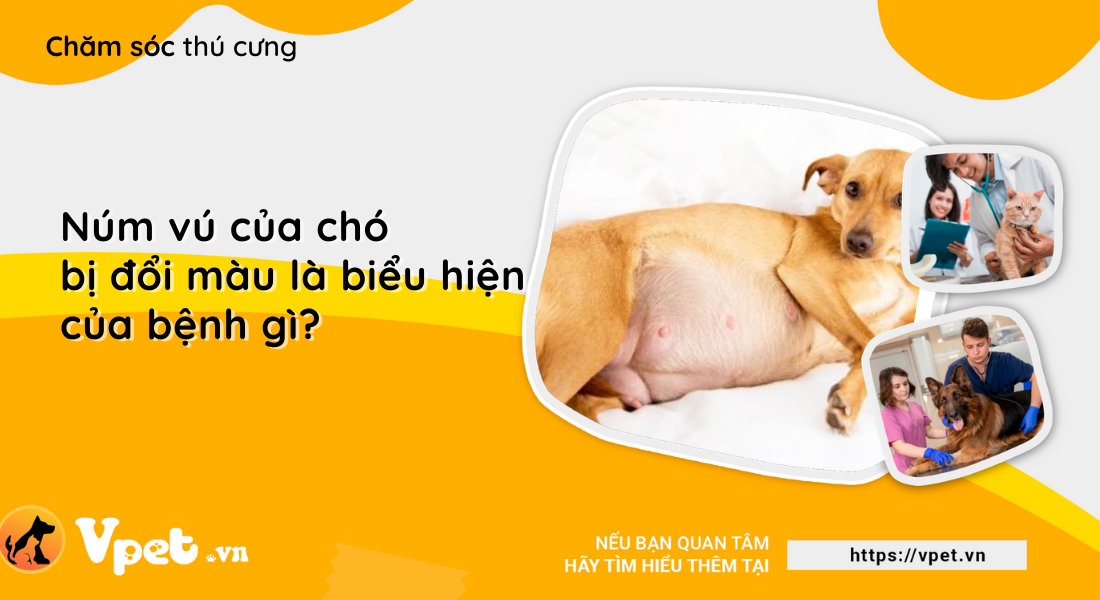 Núm vú của chó bị đổi màu là biểu hiện của bệnh gì?