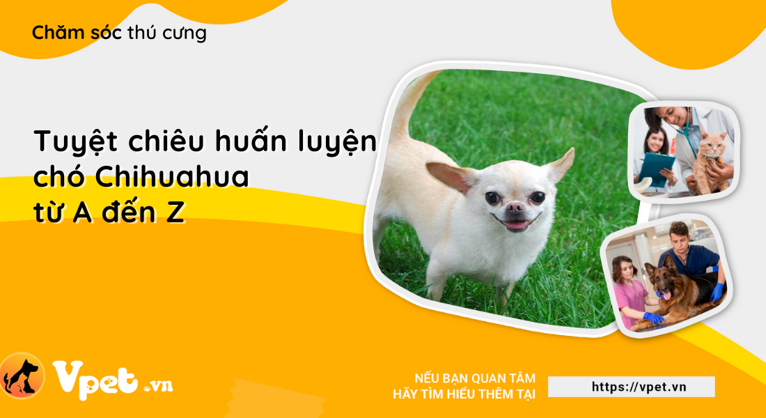 Tuyệt chiêu huấn luyện chó Chihuahua từ A đến Z