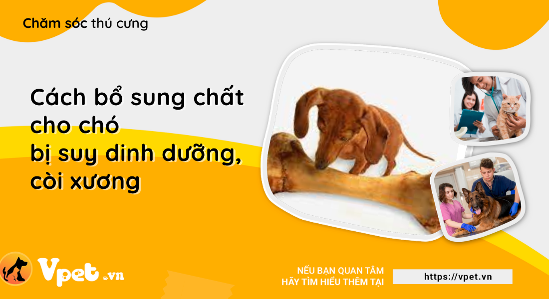 Cách bổ sung các chất cho chó bị suy dinh dưỡng, còi xương